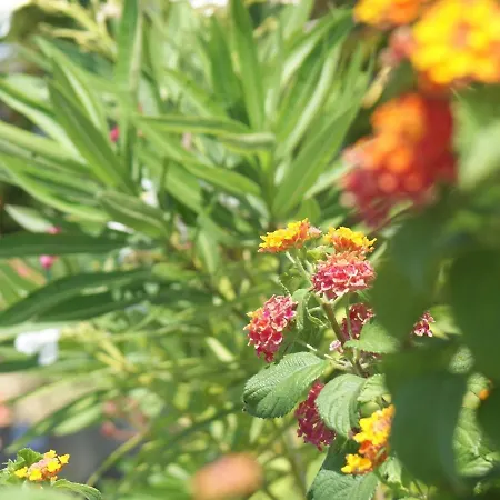 וילה In With Pool & Ocean Views אלבופיירה